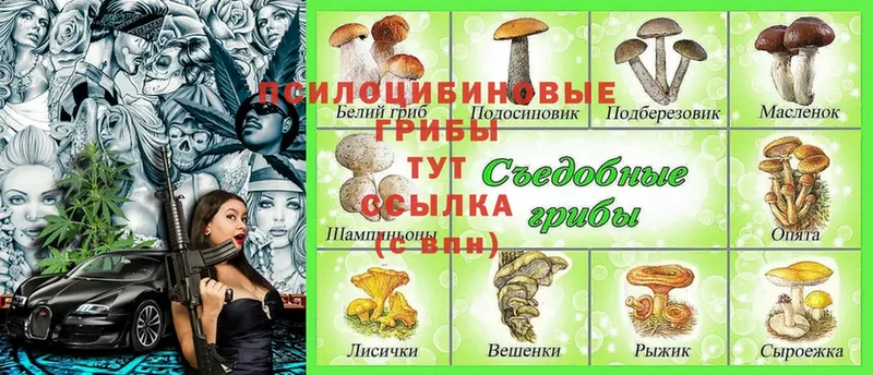 Псилоцибиновые грибы Psilocybe Долинск